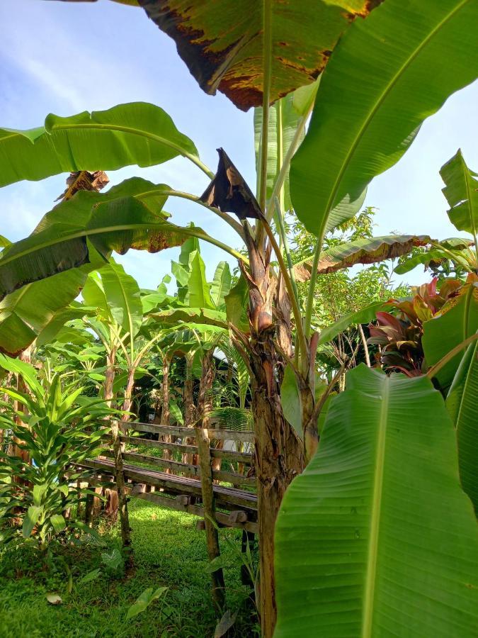 Banana Grove El Nido Otel Dış mekan fotoğraf