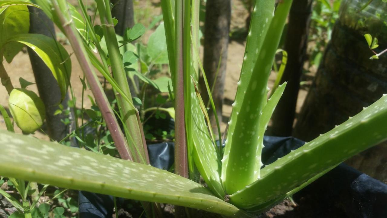 Banana Grove El Nido Otel Dış mekan fotoğraf