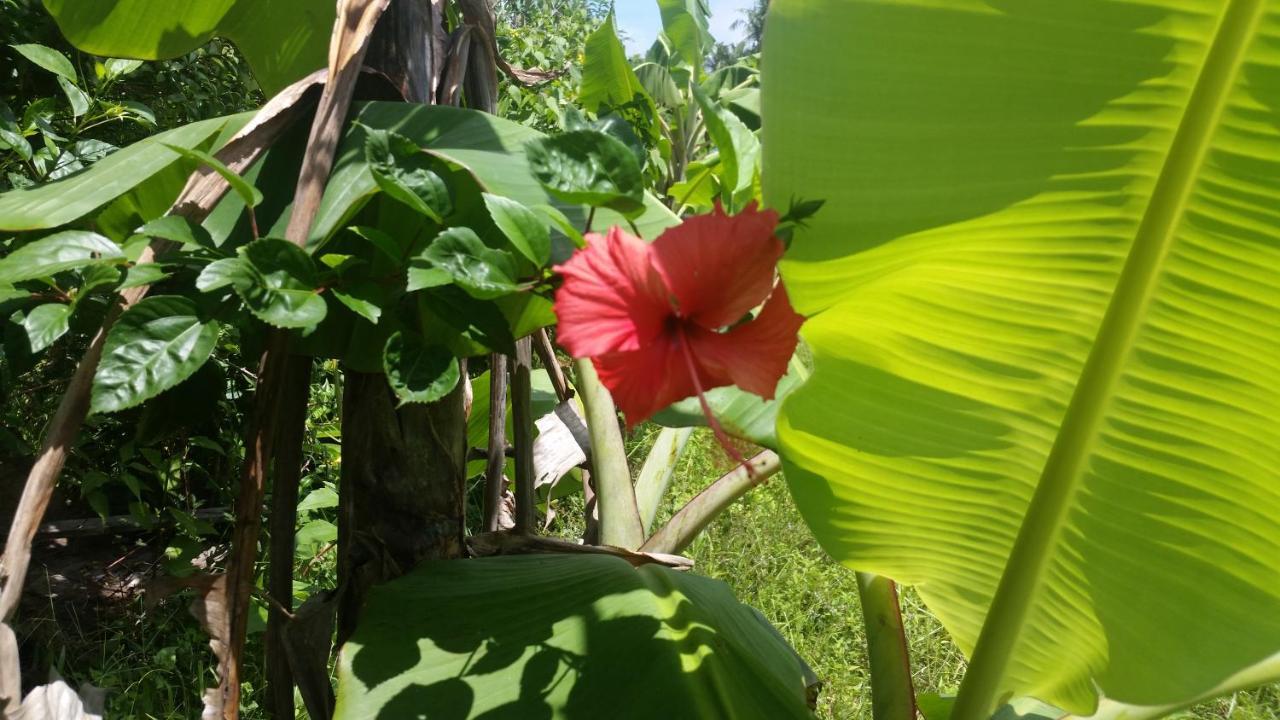 Banana Grove El Nido Otel Dış mekan fotoğraf