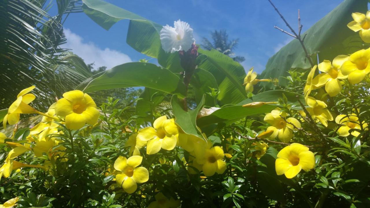 Banana Grove El Nido Otel Dış mekan fotoğraf